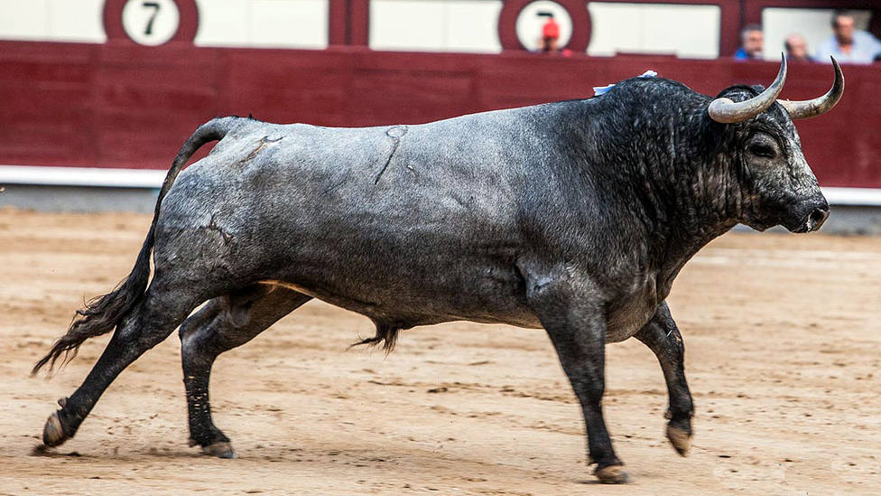 Uno de los toros de Partido de Resina lidiados en Las Ventas en el último Día de la Hispanidad