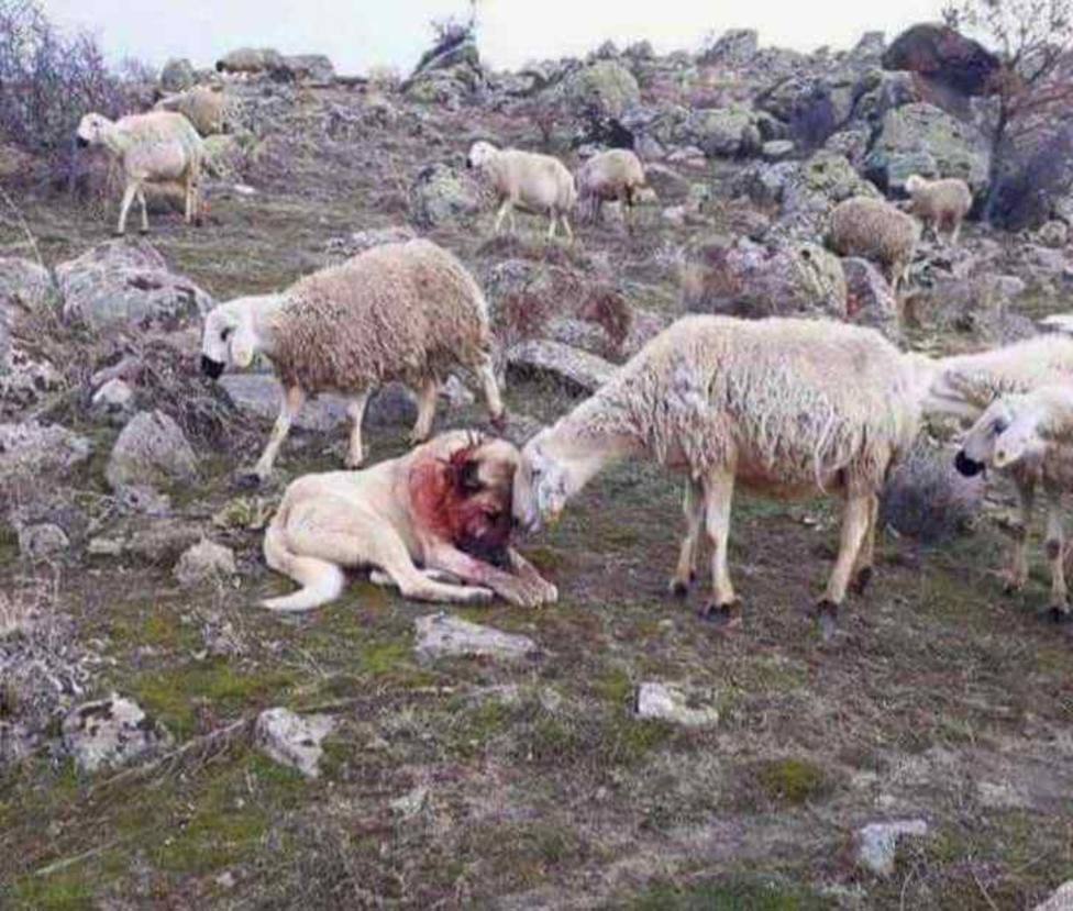 Un perro pastor defiende a una oveja de un lobo y esta es su sorprendente  reacción - Logroño - COPE