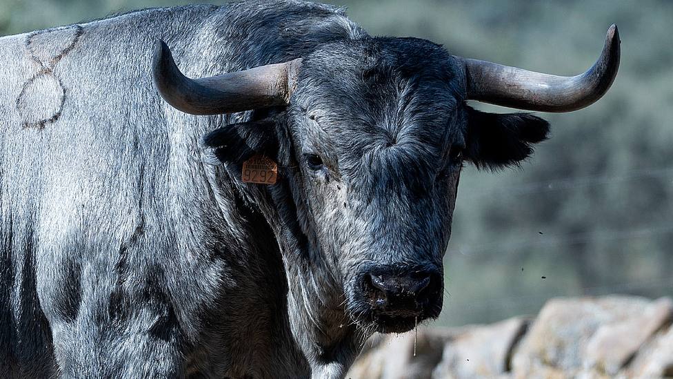 Uno de los toros de Adolfo Martín reseñados para el festejos de rejones de la Feria de Jaén