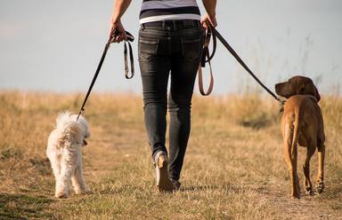 Profesiones paseador de perros Empleos con futuro - COPE