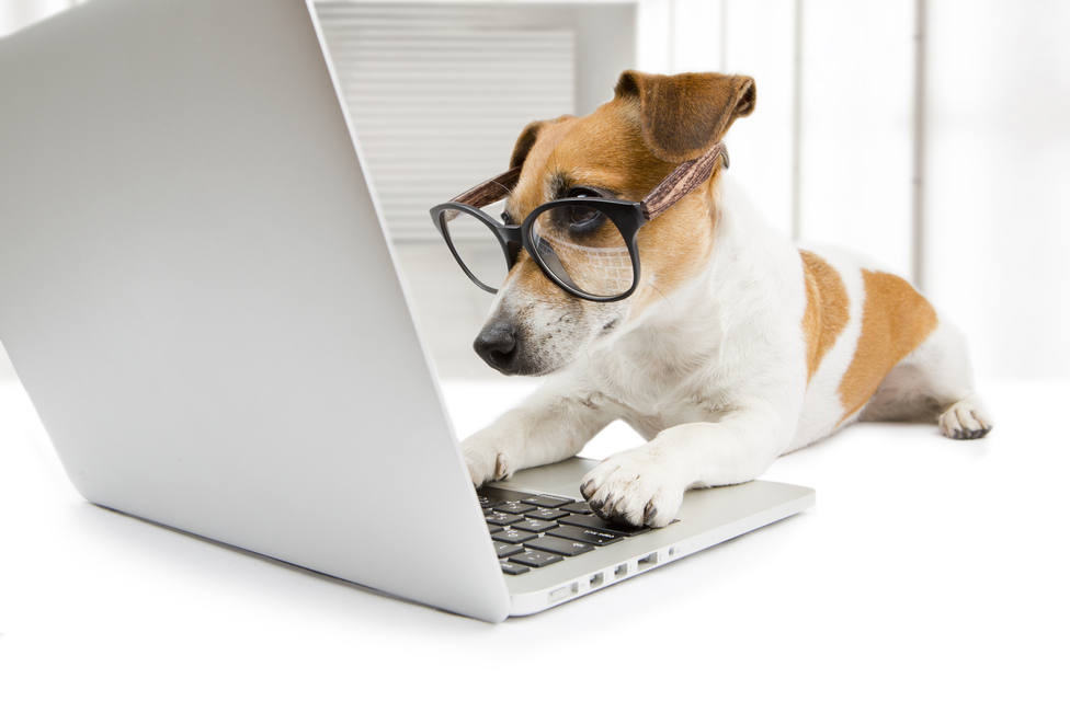 Los 6 blogs de perros que deberías seguir