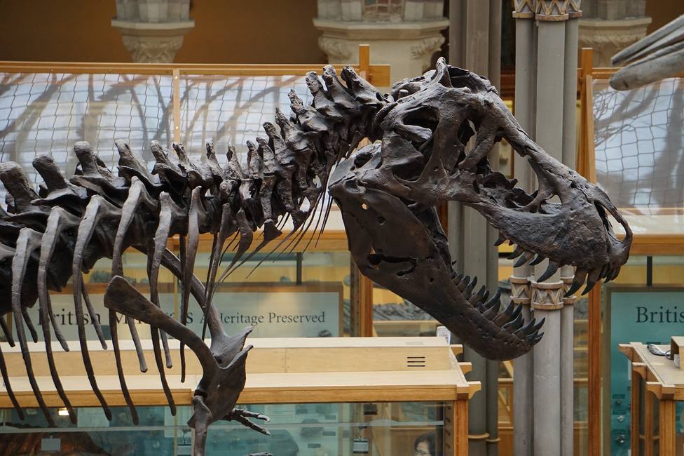 Palmadita ladrón Todos Un grupo de paleontólogos cree que podrían haber existido tres tipos  distintos de Tiranosaurio rex - Sociedad - COPE