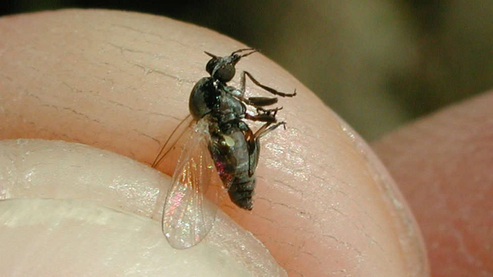La mosca negra: Un potencial riesgo de salud pública en España
