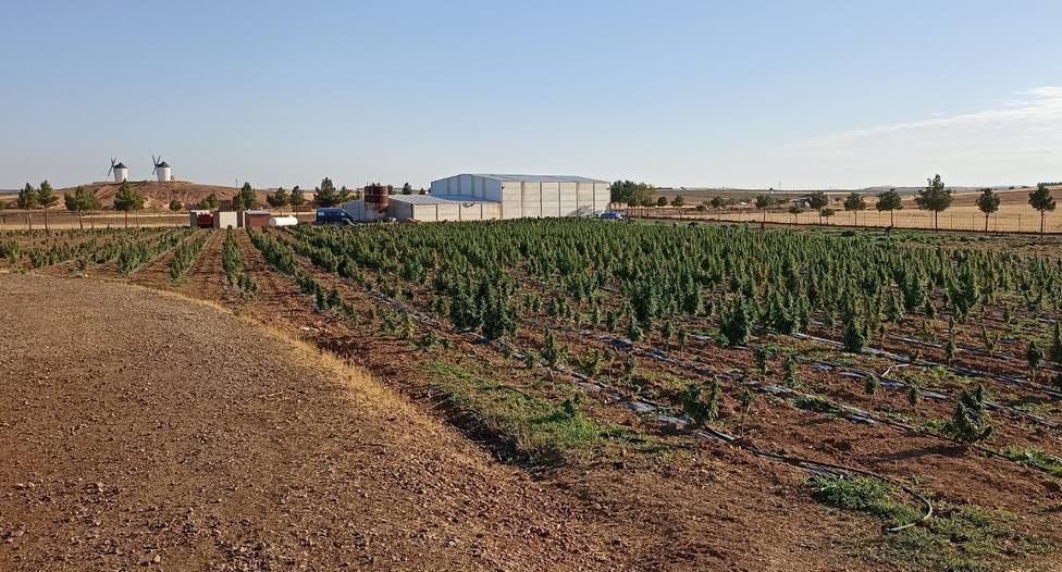 Desmanteladas dos grandes plantaciones ilegales de "cannabis" en y Tembleque - Toledo - COPE