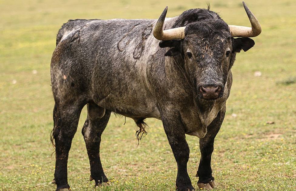El toro de Victorino Martín reseñado para el Domingo de Ramos que ha sido rechazado