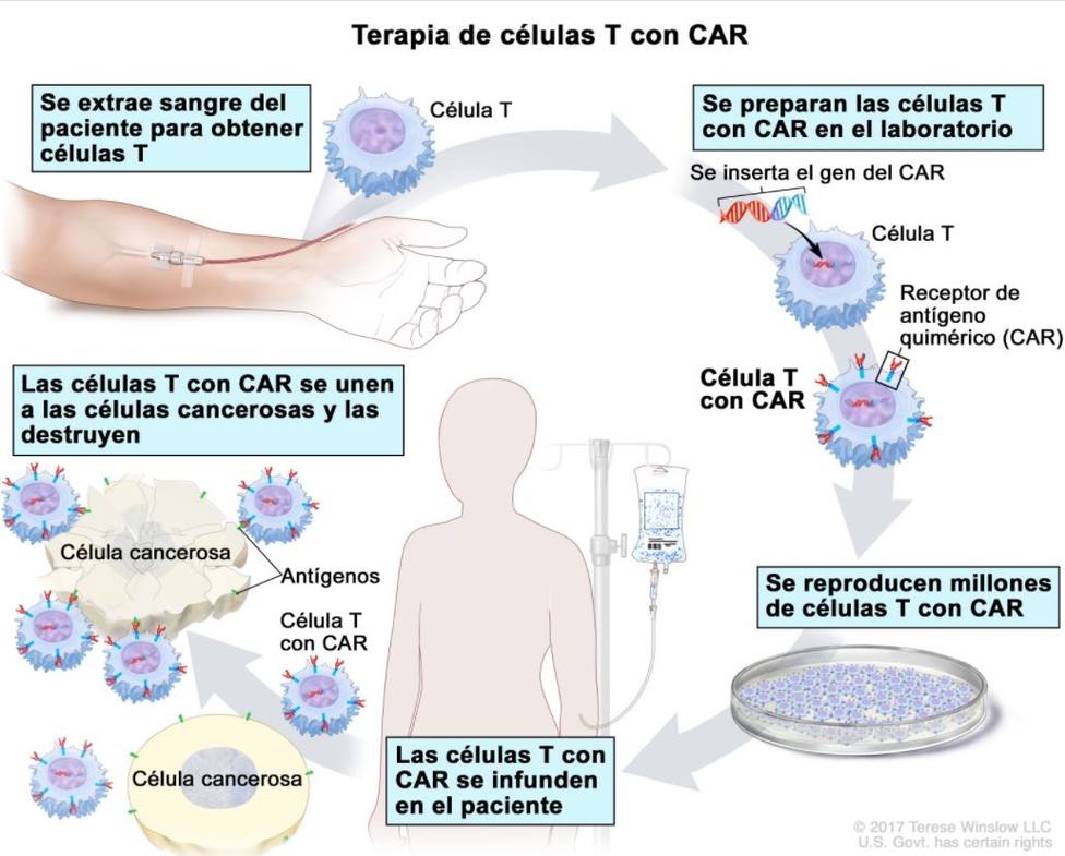 Paso definitivo para producir medicamentos CART-T la Universidad Santiago - Santiago - COPE