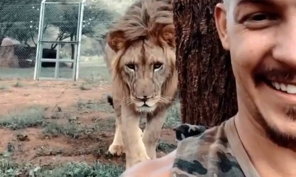 Un león asalta por detrás a un hombre mientras graba un selfie y el final deja a todos boquiabiertos