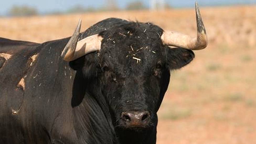 Estampa del toro de Manuel Ángel Millares reseñado para la Corrida Pinzoniana de Palos