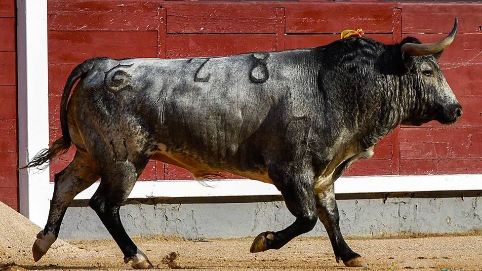 Bellotero de La Quinta, el toro premiado por el Colegios de Veterinarios de España