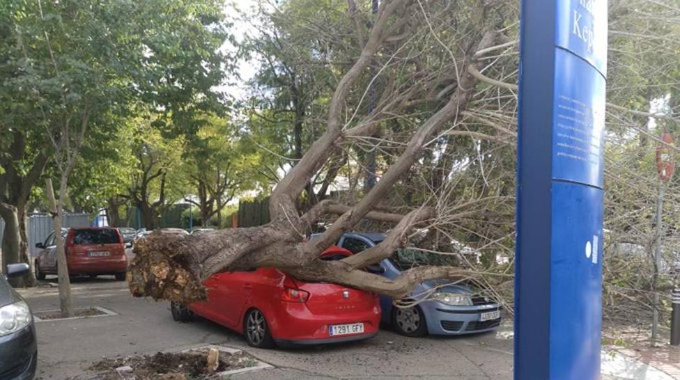 FOTOS| Las caídas de árboles más increíbles que ha dejado Gloria - España -  COPE