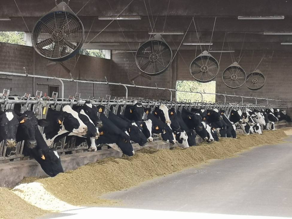 Vacas frisonas comiendo en una explotación ganadera gallega