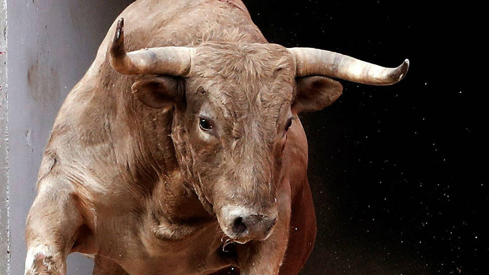 Usual Adicto Intento El mensaje de alerta de Javier Núñez: "Otro año en blanco será la extinción del  toro bravo" - Toros - COPE