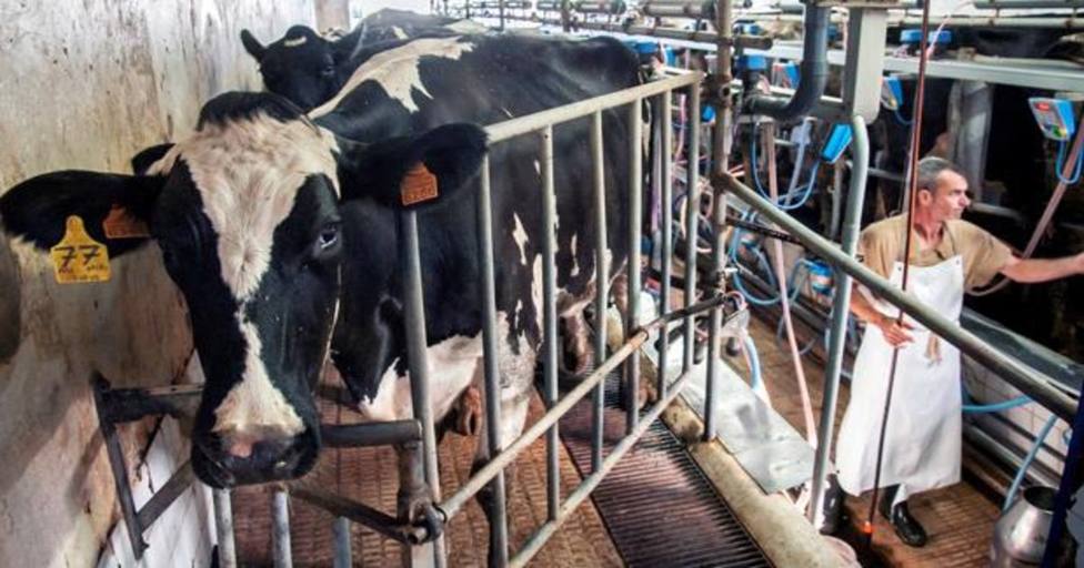 Los ganaderos de leche amenazan con una huelga indefinida a partir de enero