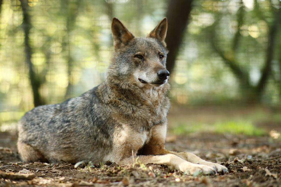 La Audiencia Nacional desestima la petición de Cantabria y mantiene la  prohibición de cazar lobos en España - España - COPE