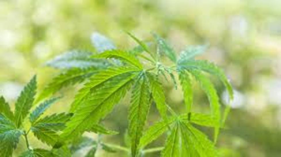 Desmanteladas varias plantaciones de marihuana localizadas ...