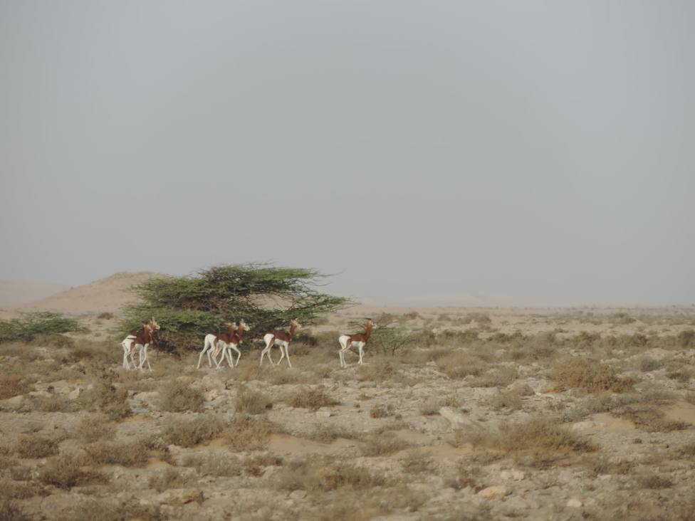 El día que llegaron al aeropuerto de Almería una veintena de gacelas en peligro de extinción