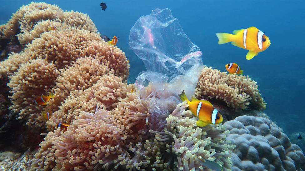 Beautiful,Coral,Reef,With,Sea,Anemones,And,Clownfish,Polluted,With