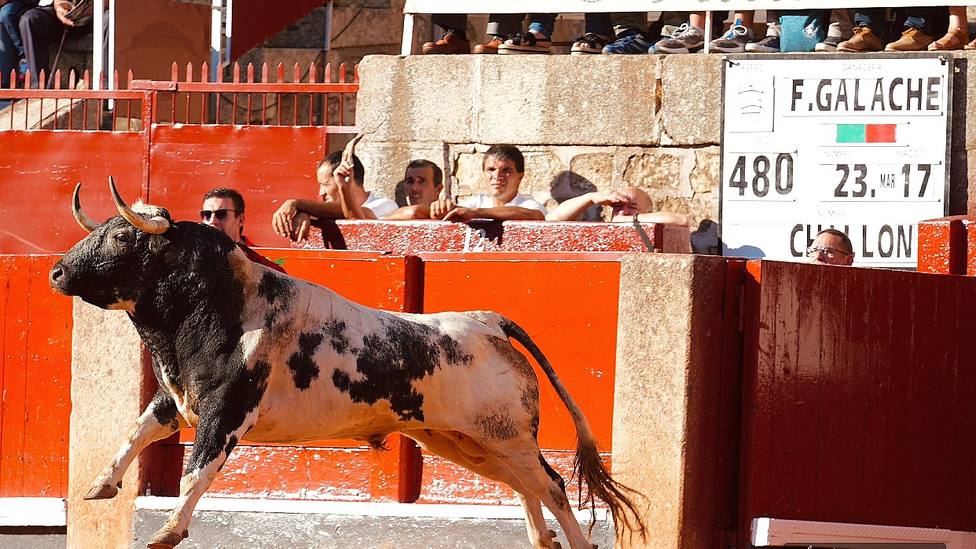 Chillón, el toro de Francisco Galache premiado con la vuelta al ruedo en La Glorieta