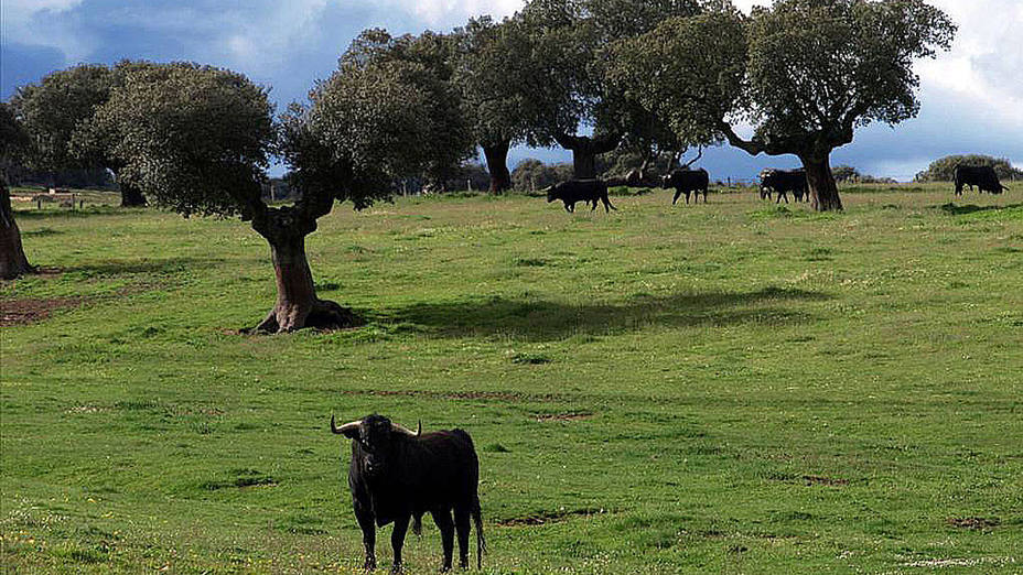 El toro en la dehesa, generador de riqueza y diversidad en el mundo rural