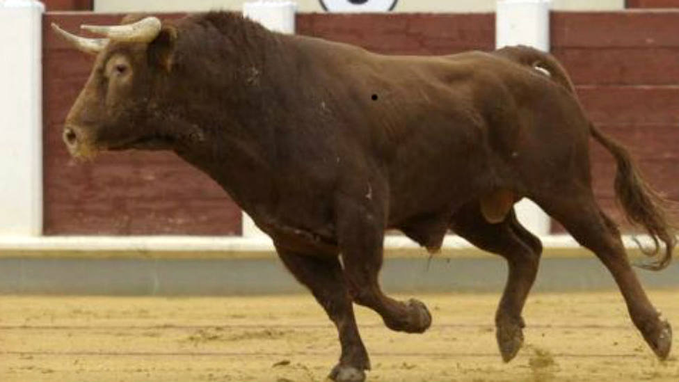 Deslumbrante, el toro de El Pilar premiado por el Colegio Oficial de Veterinarios de Valladolid