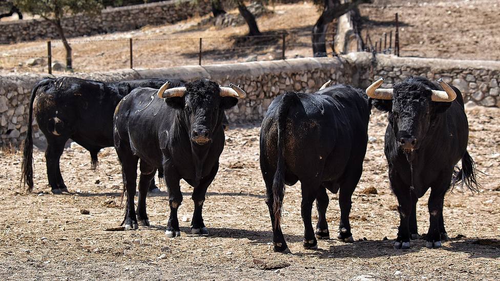 Varios de los toros de Luis Algarra reseñados para las Colombinas de Huelva