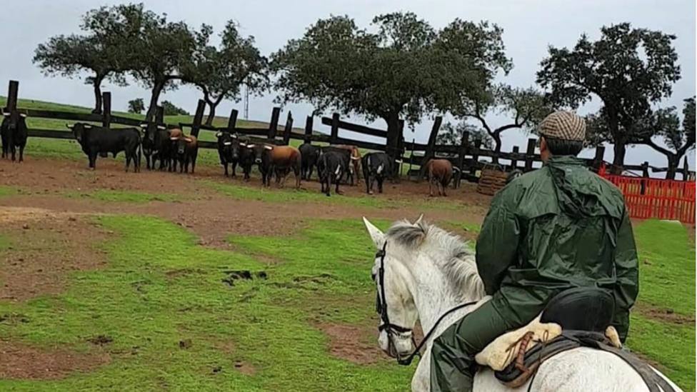 A través de las redes sociales se podrá seguir un día completo en la ganadería de José Luis Pereda