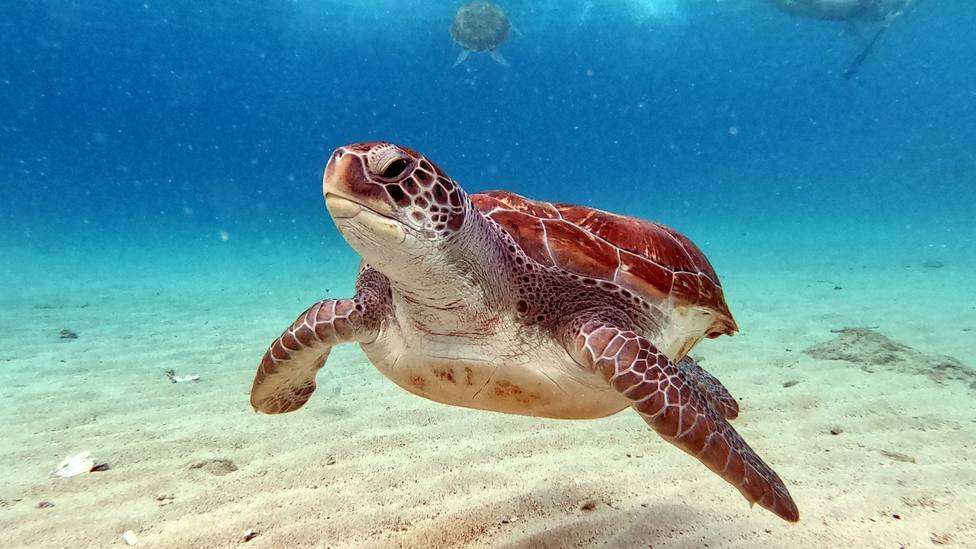Lanzan un proyecto para la detección y seguimiento de tortugas marinas