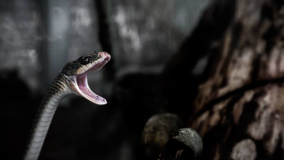 Una serpiente muerde a una niña y esta reacciona de una forma sorprendente