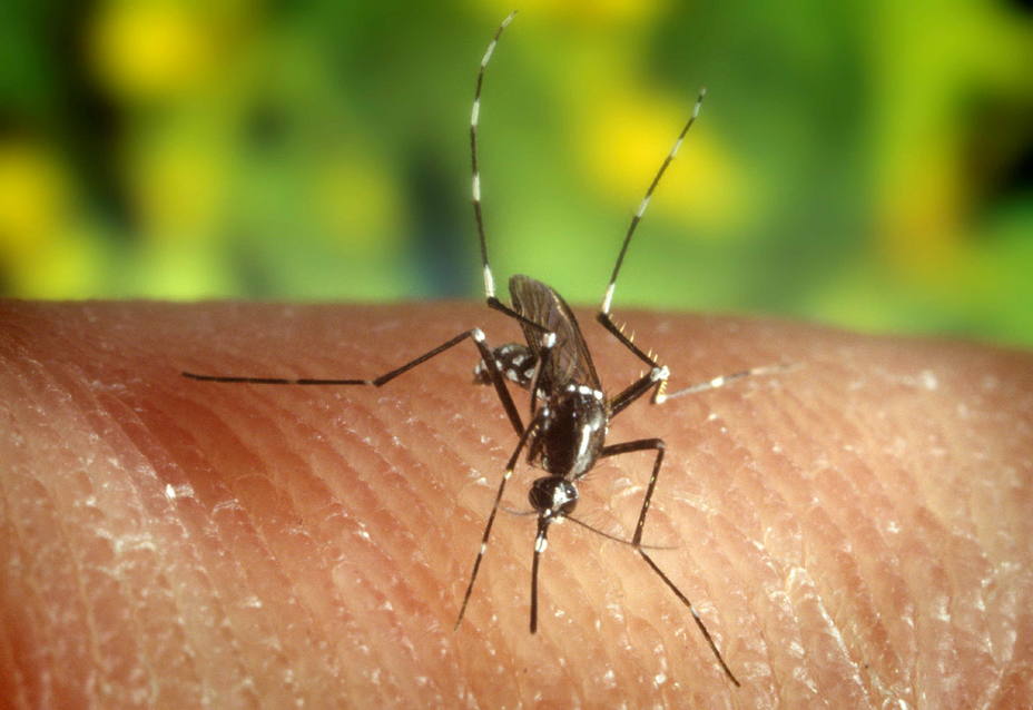 Mosquito transmisor virus nilo