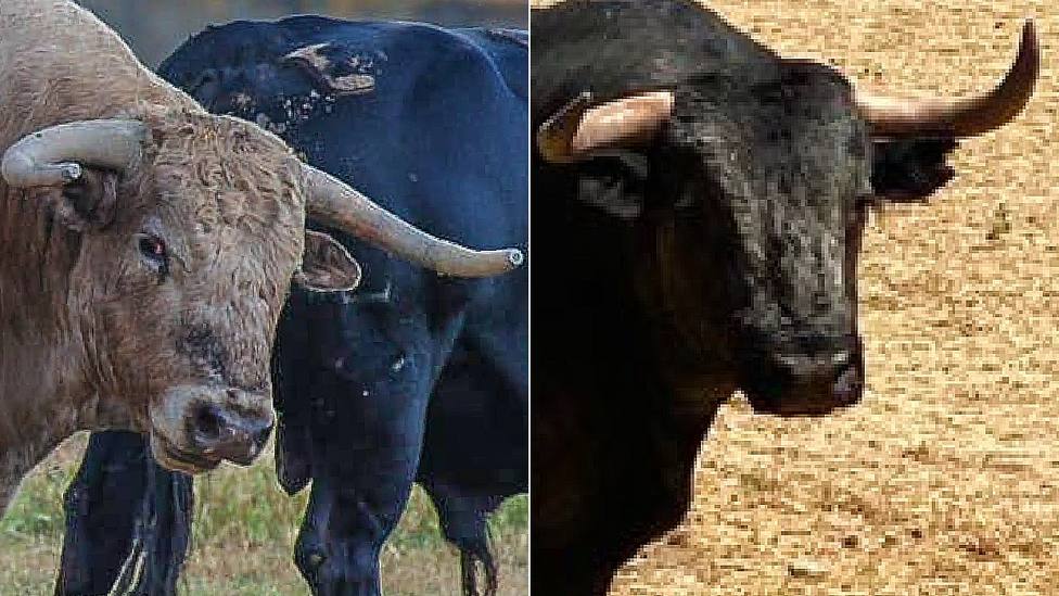 Los toros de Aurelio Hernando y José Escolar, protagonistas el domingo en Chinchón