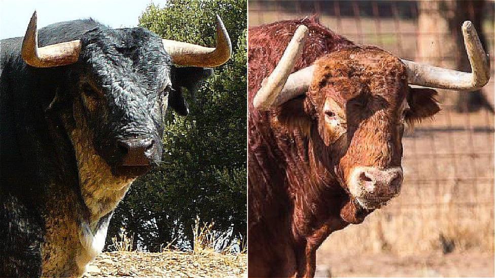 Los toros de Los Maños y Montealto, protagonistas en Valdetorres de Jarama