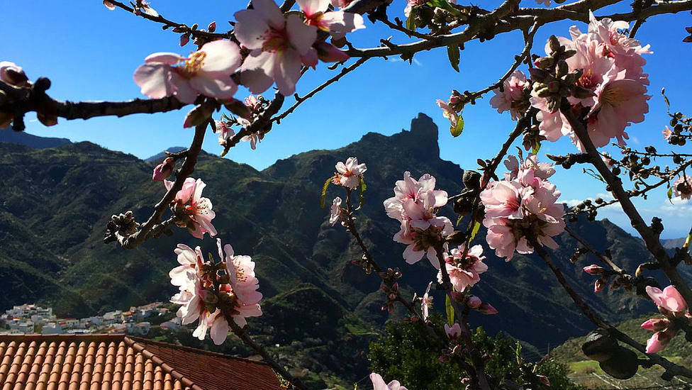 Tejeda celebra sus fiestas del Almendro en Flor como Fiesta de Interés  Turístico Nacional - Gran Canaria - COPE