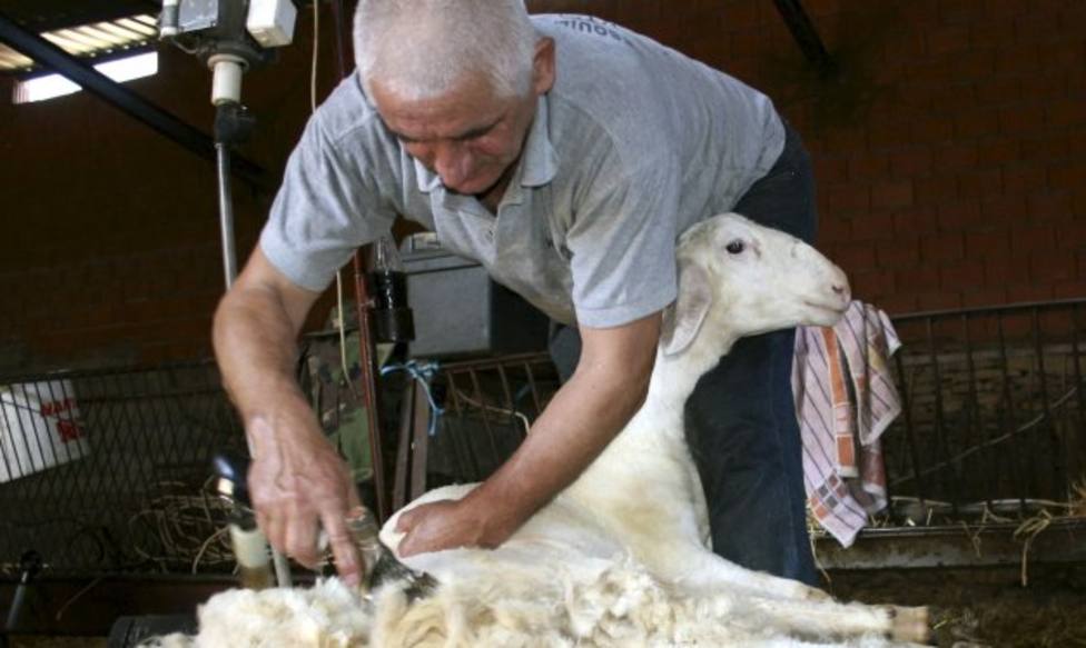 Esquilador pelando una oveja. Foto. Carlos García EFE Agro