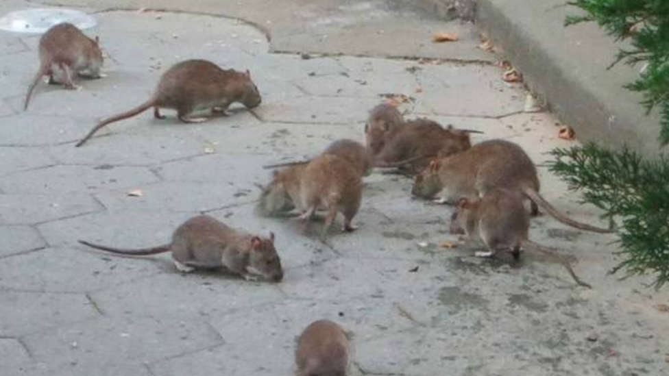 Nueva York una ciudad tomada por las ratas La Tarde COPE