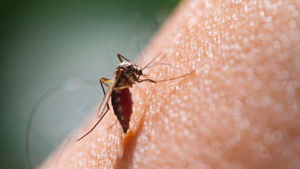 El truco infalible para ahuyentar a los mosquitos de tu vivienda y no sufrir sus picaduras en verano