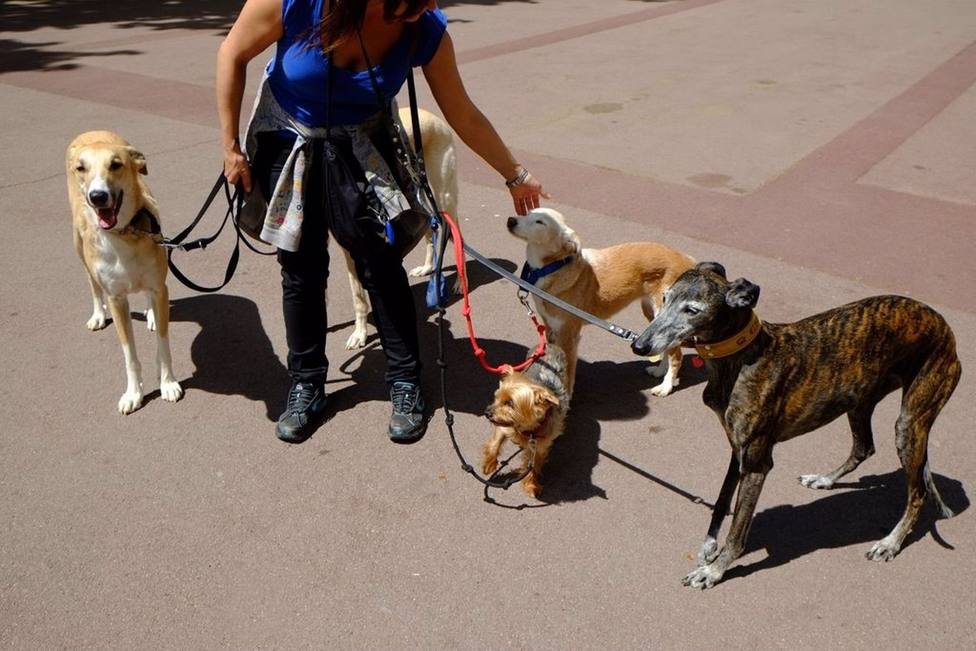 El Ayuntamiento de Barcelona habilitará unas 100 zonas en la ciudad para llevar el perro suelto