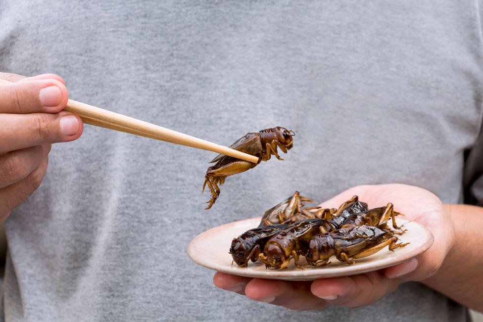 Los peligrosos riesgos que provoca comer insectos y aún desconoces