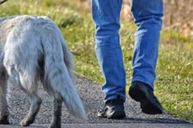 Le retiran por segunda vez a su perra en Lugo por maltratar al animal -  Lugo capital - COPE