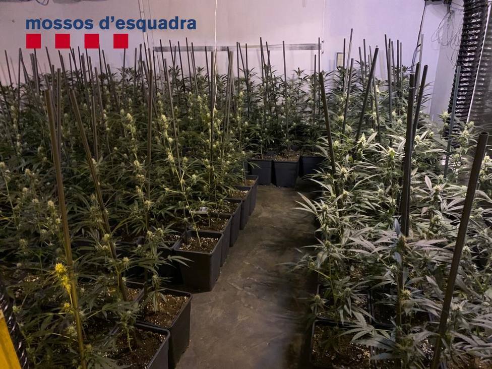 Cultivo de marihuana en Catalunya