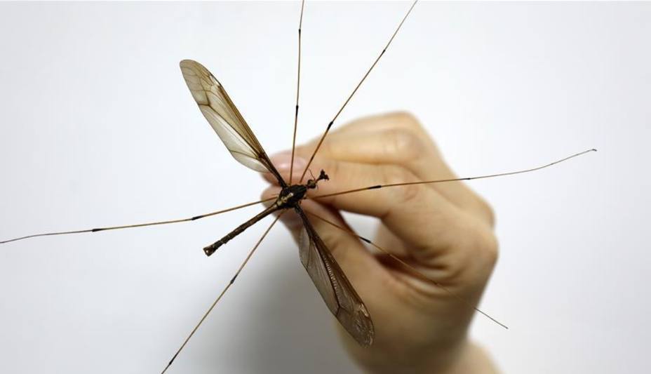 El mosquito más grande del mundo mide 11 centímetros y está en China.