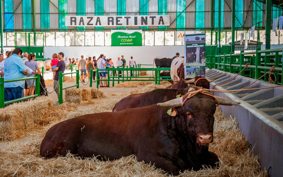 La Feria Ganadera de Zafra volverá a contar con ganado, actividad