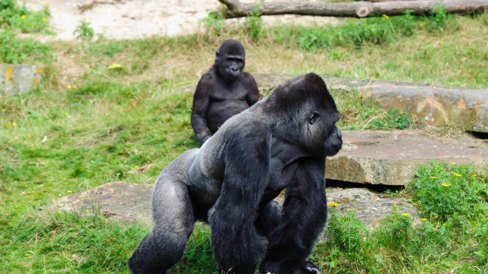 Tres gorilas del Parque de la Naturaleza de Cabárceno (Cantabria) dan positivo en coronavirus