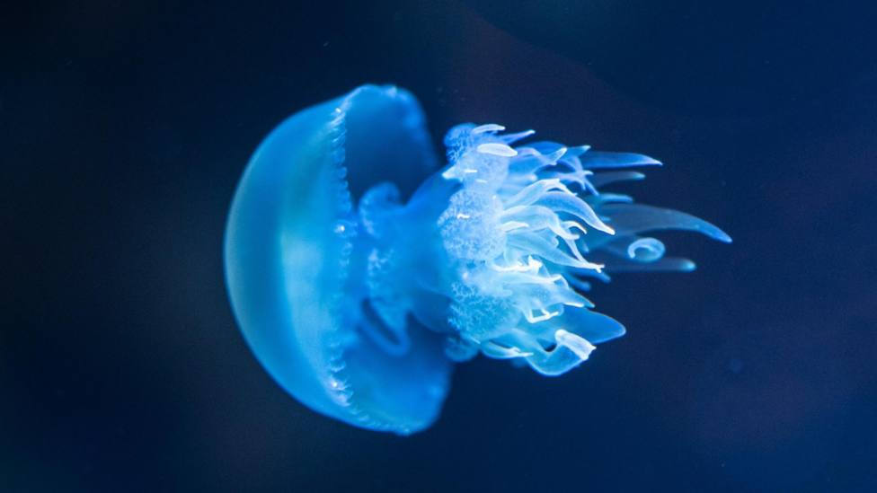 Cómo saber si en una playa hay más medusas y en qué puntos de España son más frecuentes