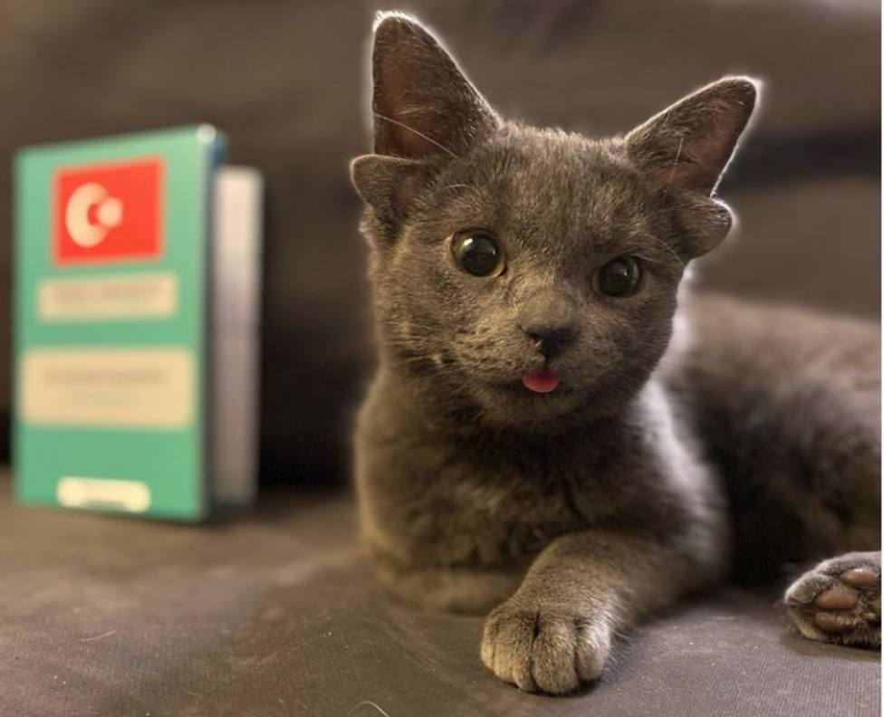 Así es Midas, la gata de cuatro orejas que triunfa en instagram - Vivir - COPE
