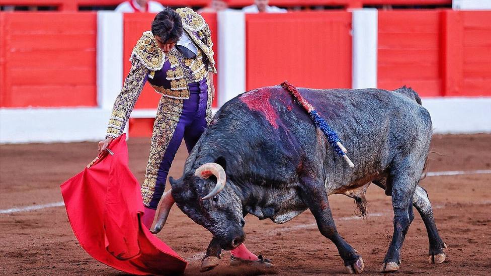 Derechazo de Perera a Hurón, el toro de La Quinta indultado este viernes en Santander