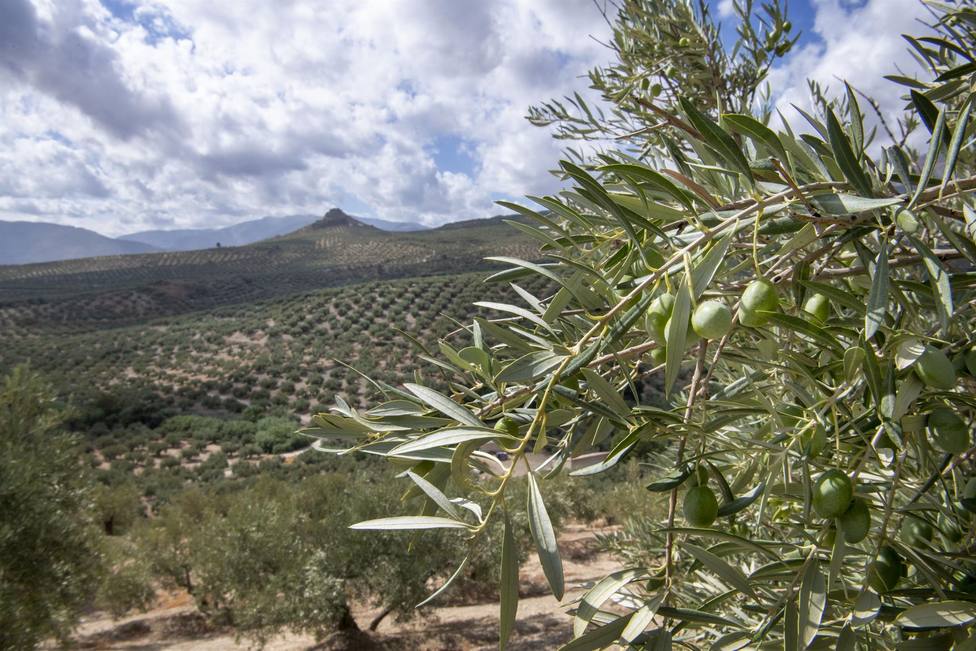 La sequía provoca una caída histórica en la producción de aceite de oliva: “Reducciones dramáticas”