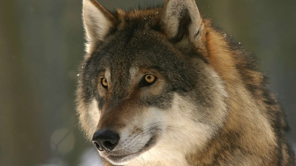 Los ataques de lobos al ganado aumentan en el norte de España - Fin de  Semana - COPE