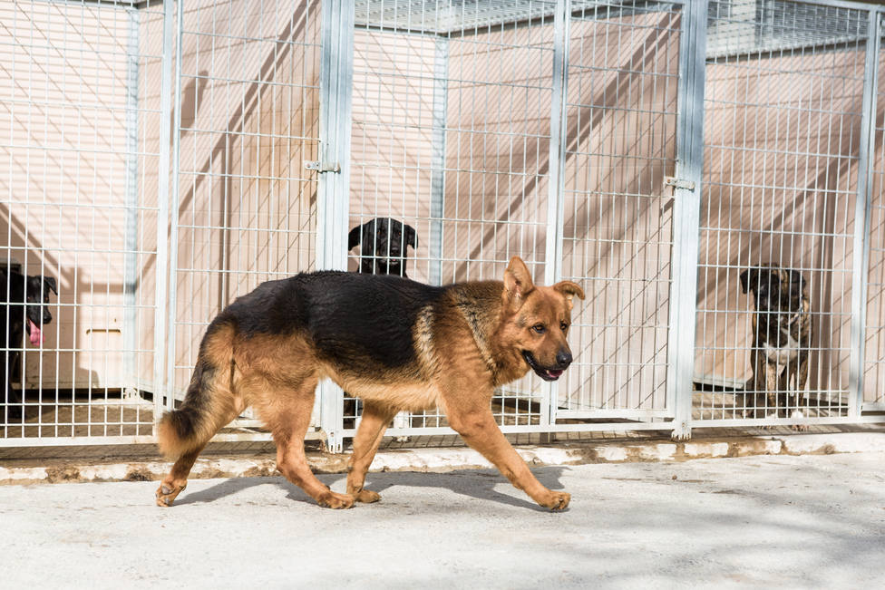 164 perros fueron recogidos en 2020 gracias al centro de protección animal  de la DPZ - Diputación Provincial de Zaragoza - COPE